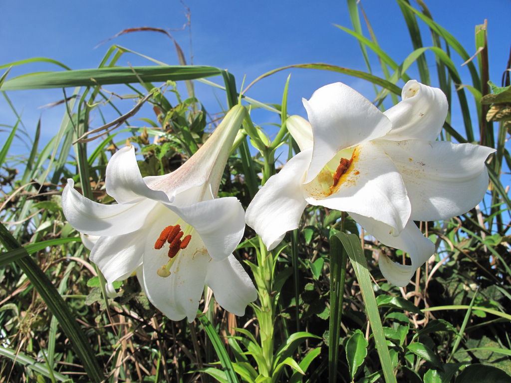 野生的野百合原变种 l. brownii var.  viridulum.