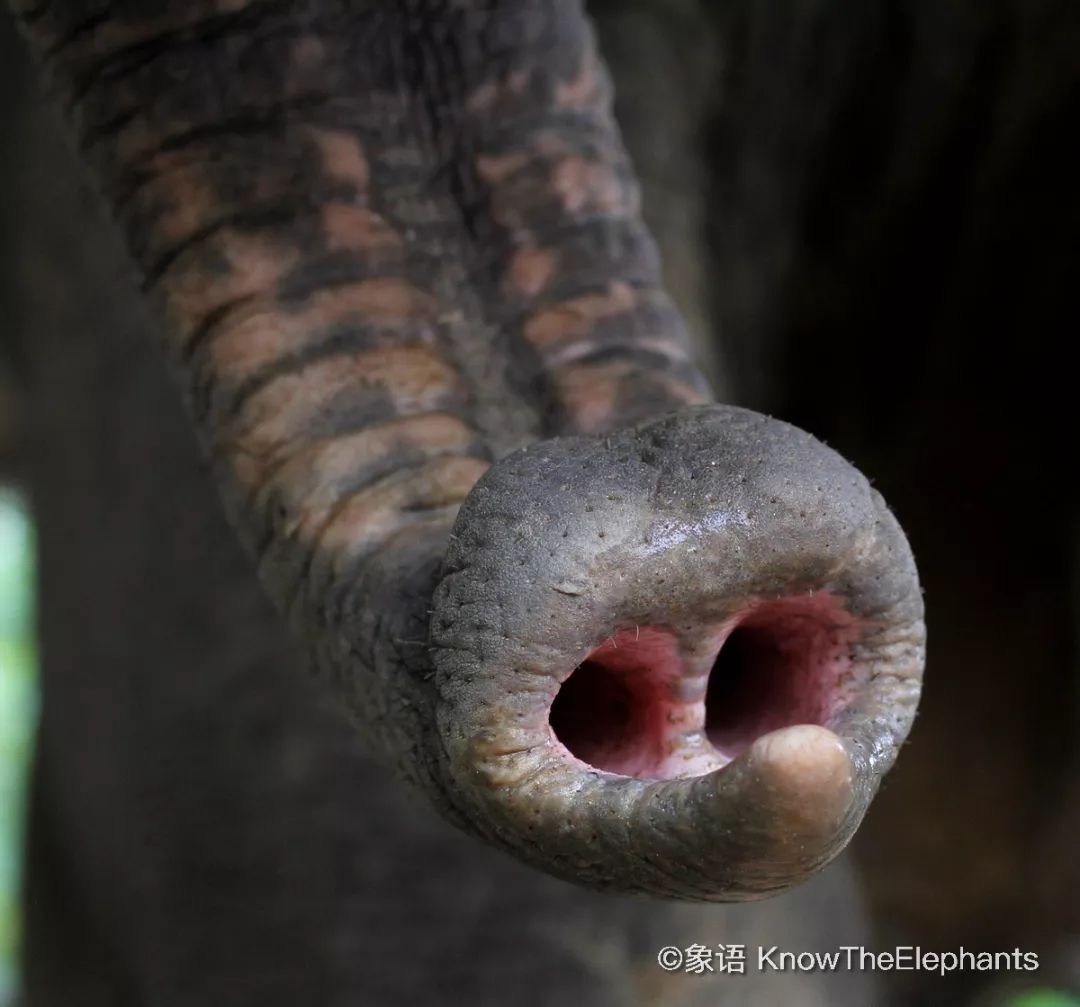 观察大象重点要观察全能的象鼻
