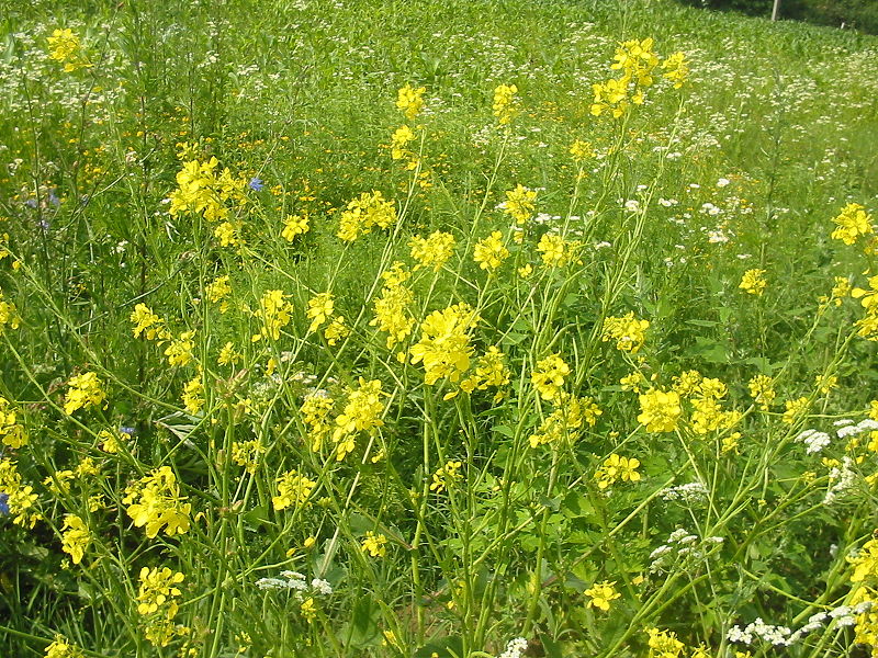 【餐桌物种日历】2月21日 白菜