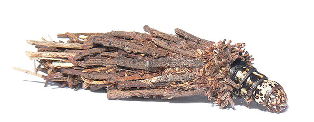 某种蓑蛾,有可能是澳金合欢袋蛾( hyalarcta huebneri)的幼虫及其囊