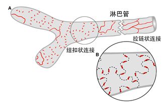 淋巴管上的纽扣状连接与拉链状连接示意图.