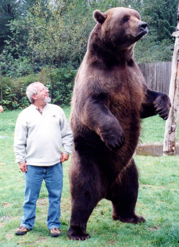 手持匕首人有可能打过一只成年棕熊吗?