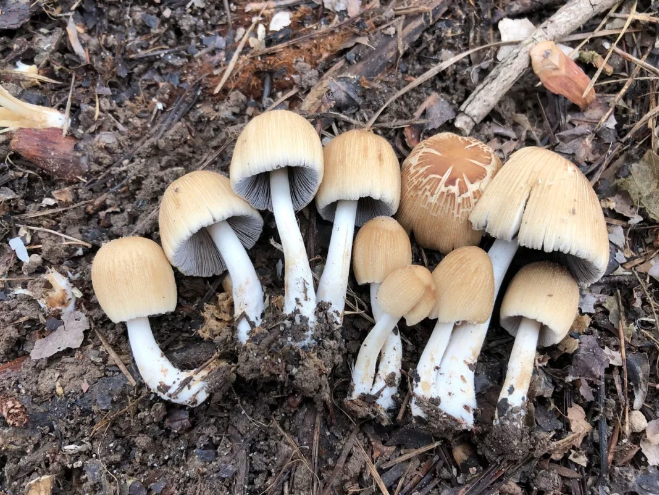 69 2019年物种日历 4月21日 晶粒鬼伞  作为木腐类蘑菇的晶粒鬼伞