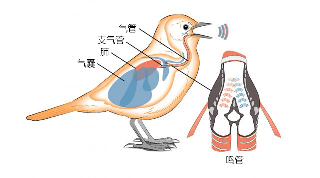 听,来自白垩纪的第一声鸟鸣