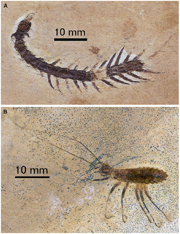 石炭纪蚰蜒 latzelia primordialis化石,是这类动物在地层中的最早