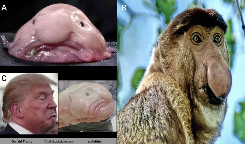 a,b分别为水滴鱼和长鼻猴[1],c为网友将水滴鱼和特朗普恶搞的图片[2]