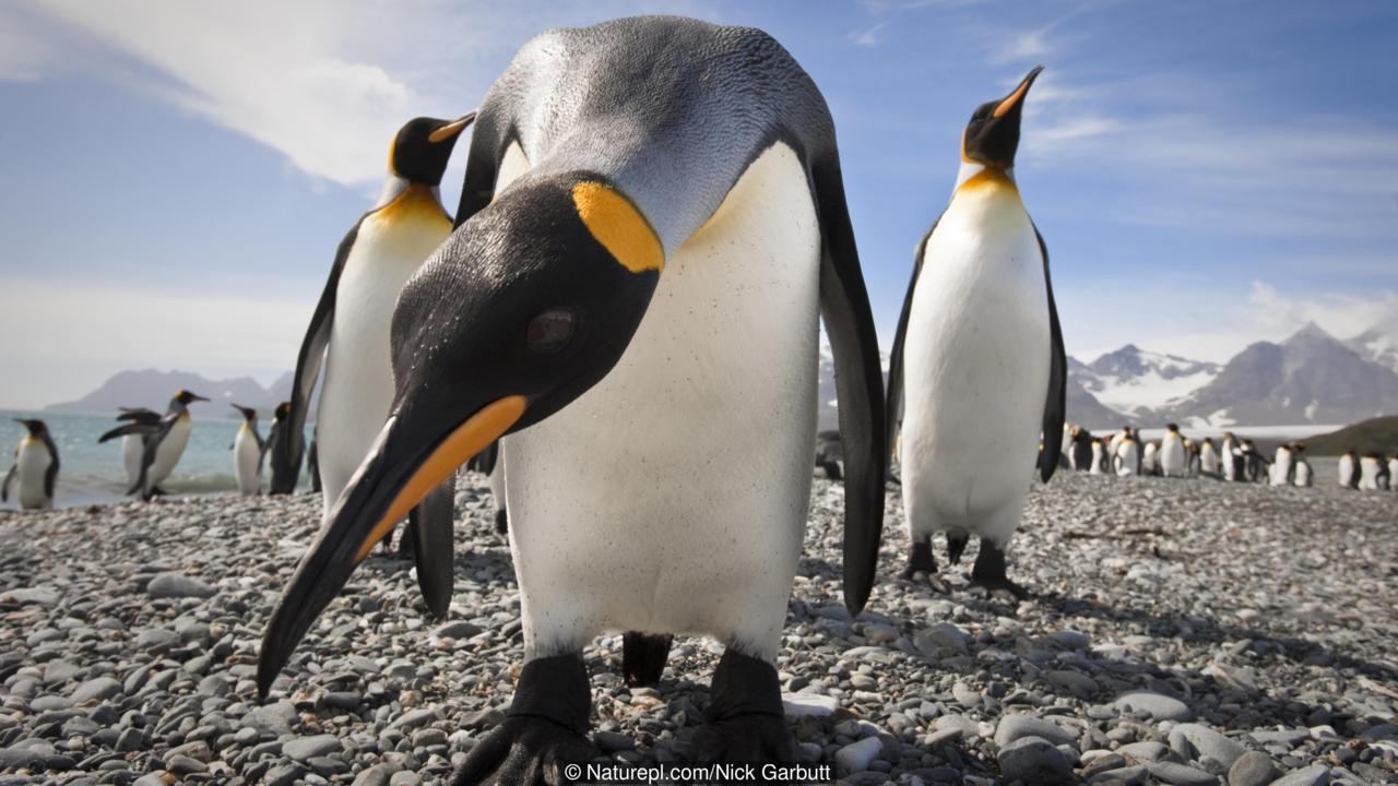 地球上仅存的17种企鹅,卡哇伊!这是要闹哪样儿呀?