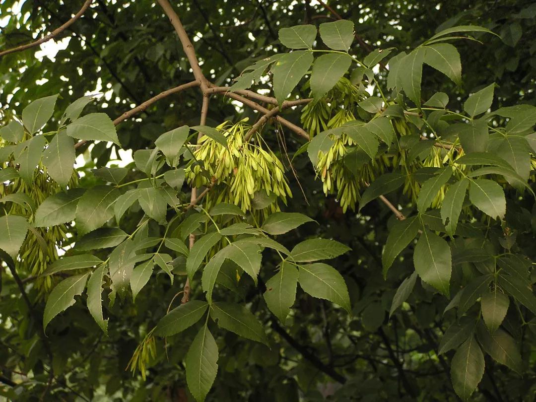 原产的白蜡树,而是美国红梣( fraxinus pennsylvanic a),又称"洋白蜡"