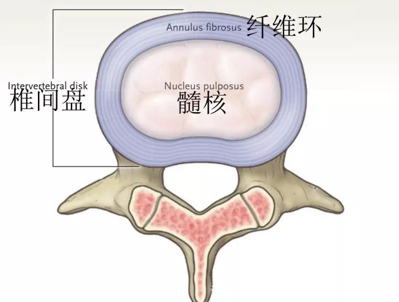 年纪轻轻就腰椎间盘突出了?还不是因为它没见过世面 过日子 果壳