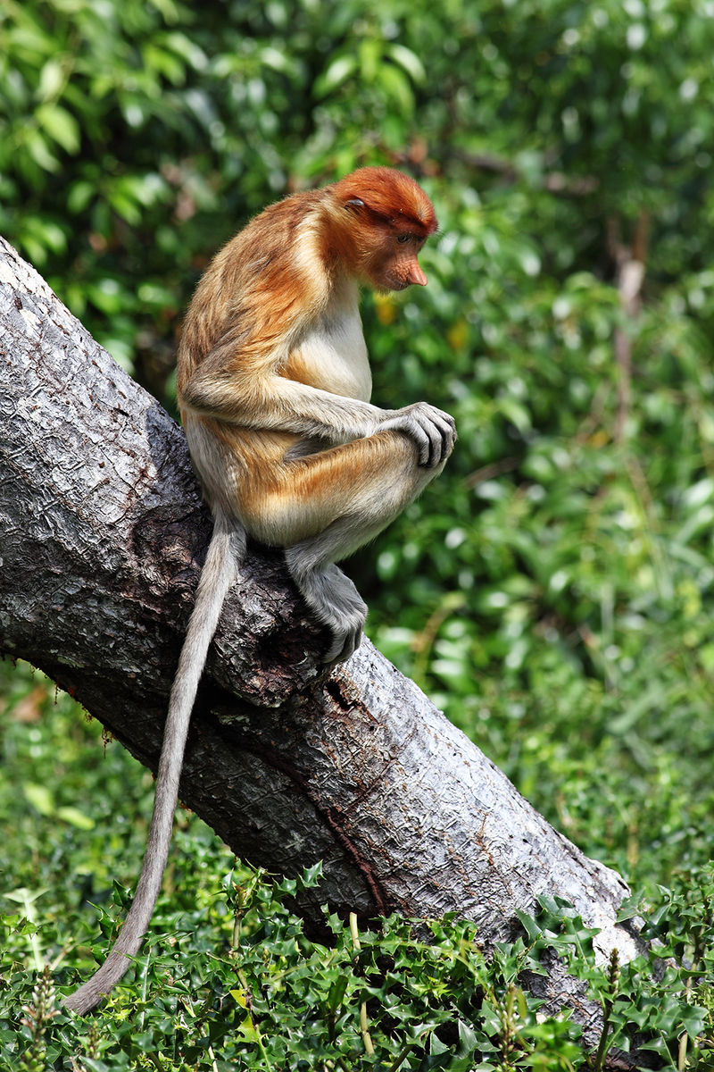 树上骑个猴.图片:benjamint444 / wikimedia