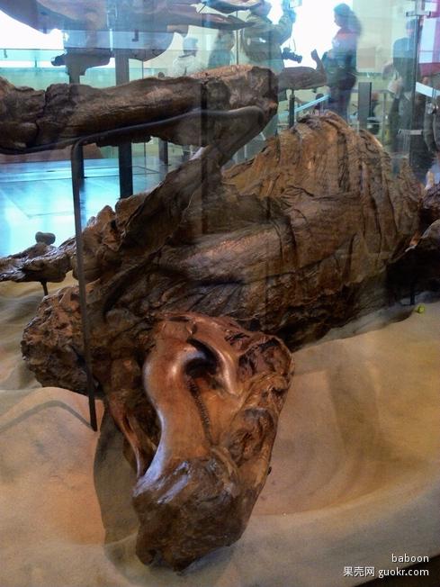 恐龙干尸惊现人间历经7700万年内脏皮肤保存完好恐龙资料300字