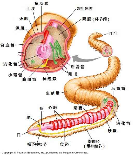 蚯蚓家的悲剧可能发生吗?