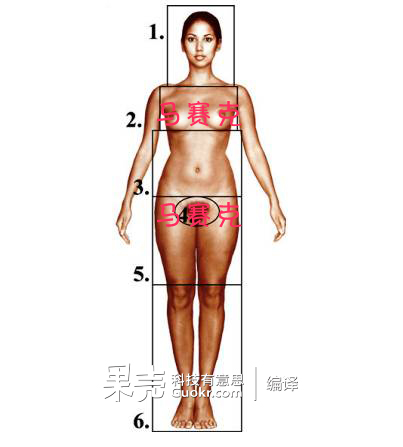 图1,在此项研究中女性的身体被划为6个区域:头部,胸部,腹部,阴部,大腿