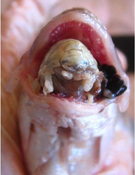 真的有吃鱼舌头的怪物吗?它会袭击人吗?