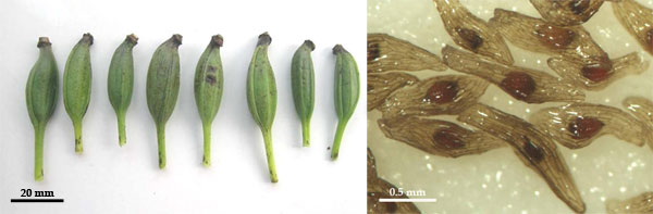 大花杓兰的绿色蒴果(左)与显微镜下的成熟种子(右.