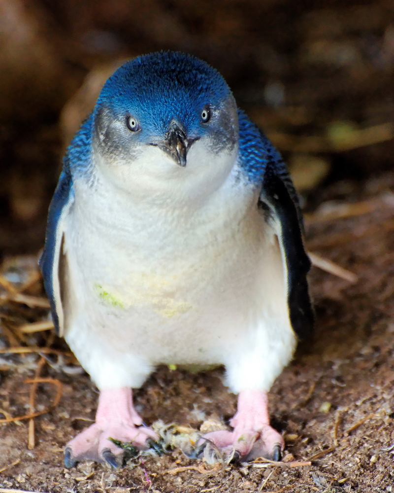 澳大利亚菲利普岛上的小蓝企鹅.图片:shutterstock.com