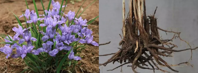 粗根鸢尾(i. tigridia)的花,根状茎和根.