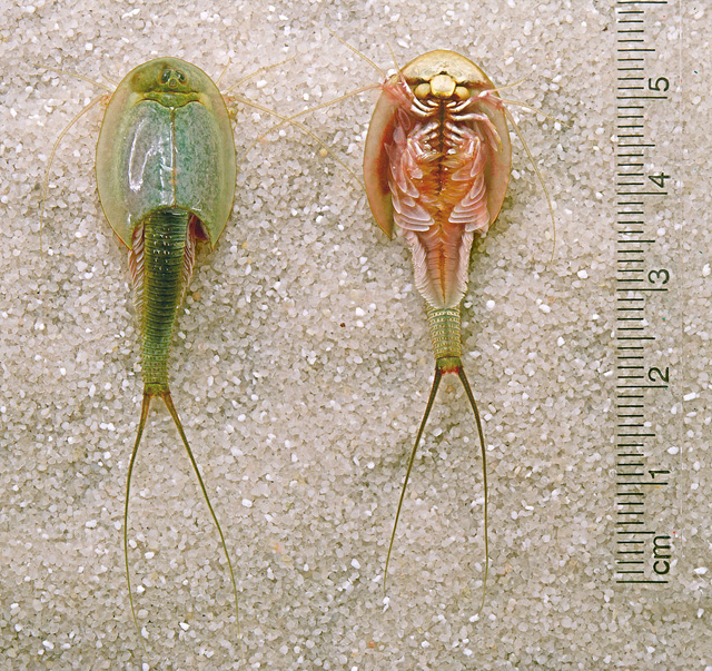 作为水族宠物的三眼恐龙虾( triops longicaudatus).