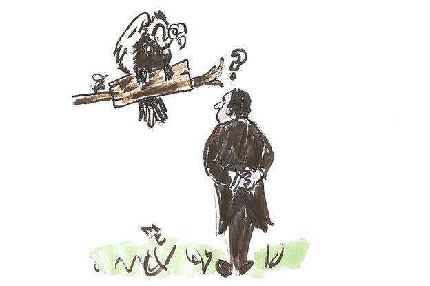 vulture1.jpg