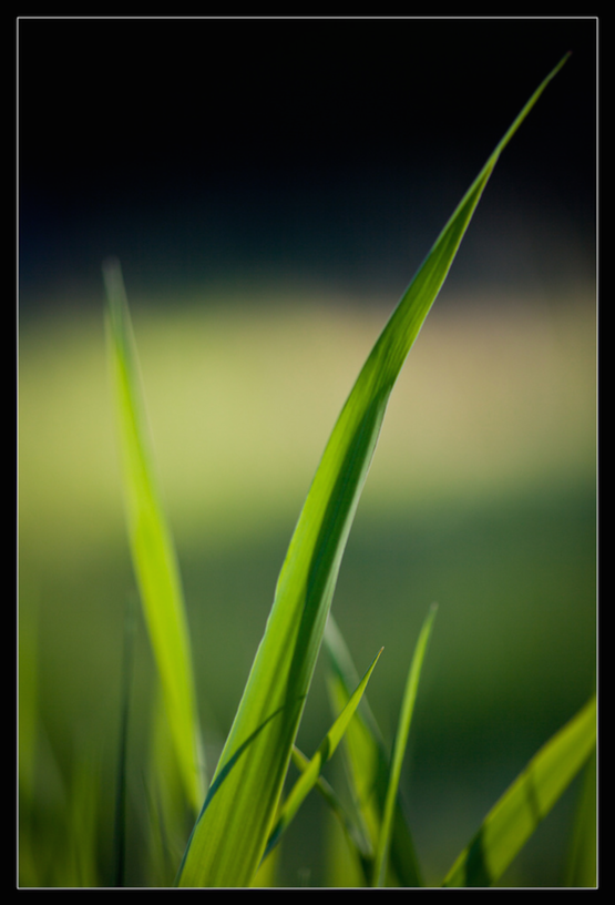 curved-grass.png