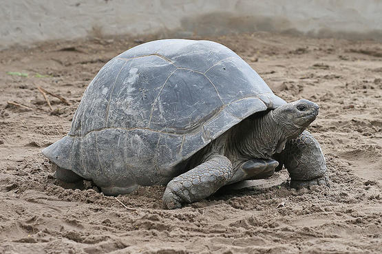 800px-Aldabra_Giant_Tortoise_Geochelone_gigantea_edit1.jpg