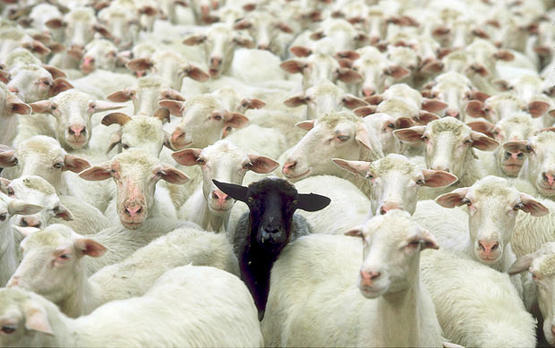 black-sheep-of-the-family.jpg