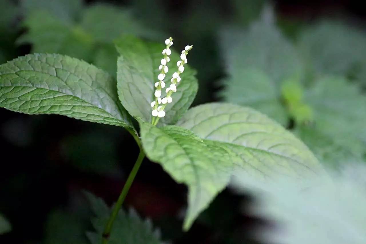 跨年必看红白歌合战 你不知道背后还有那么多生物梗 果壳精选