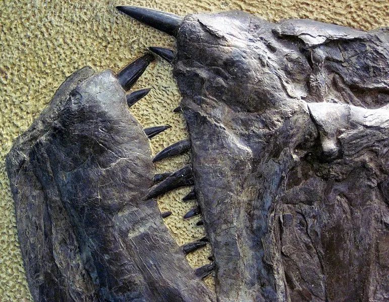 剑射鱼化石图片