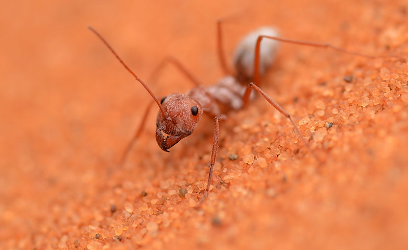 奔日一个月后,撒哈拉沙漠蚁还能坚强地活着