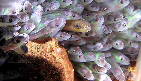 扎堆的欧洲鳗幼体.图片来源:britishfoodhistory.wordpress.com