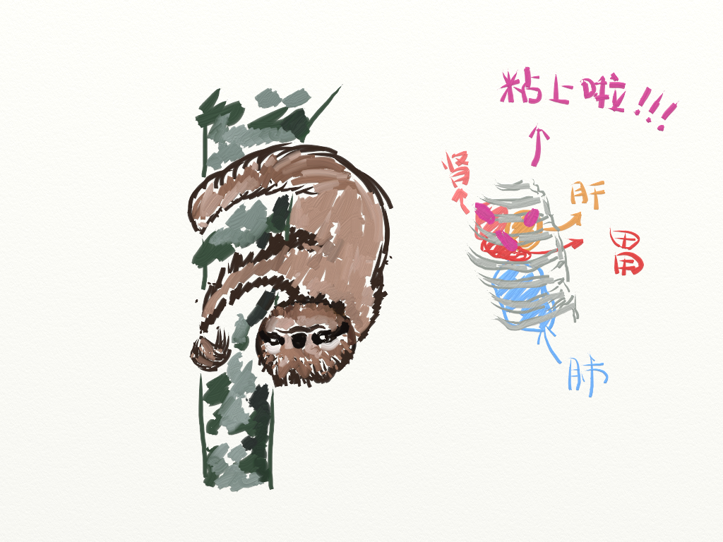 sloth.png