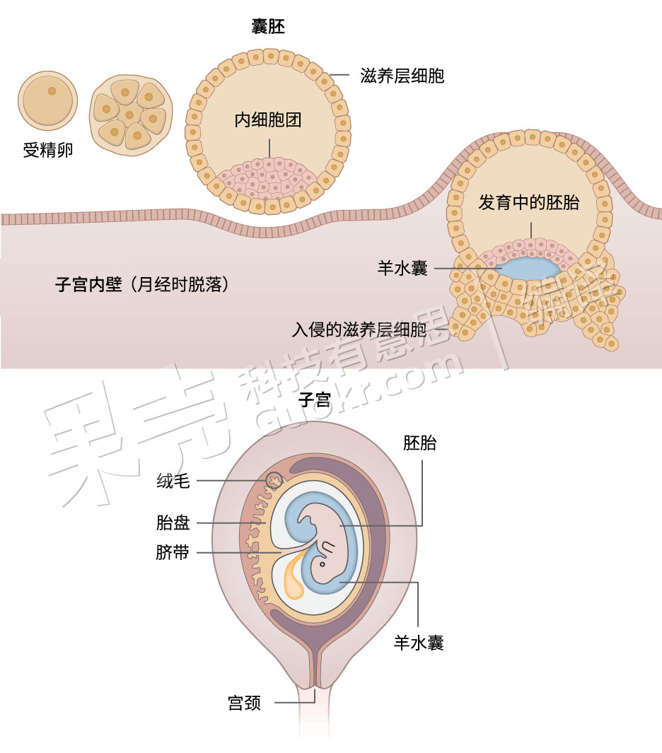二胚层胚盘的形成图片图片