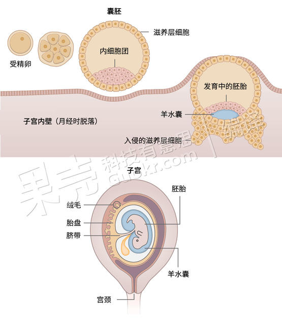 placenta-720gai2.jpg