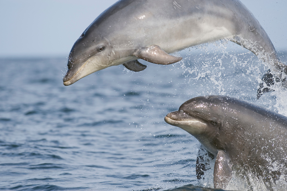 宽吻海豚