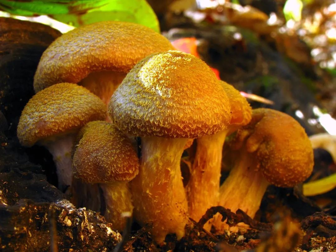 山野藏珍馐——红蜡蘑