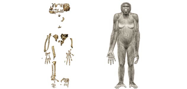 Ardipithecus-ramidus-life-appearance-bones-631.jpg