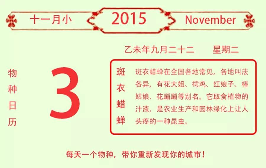 城市物种日历 11月3日斑衣蜡蝉 果壳科技有意思