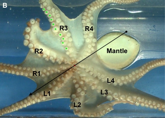 章鱼头部结构图图片