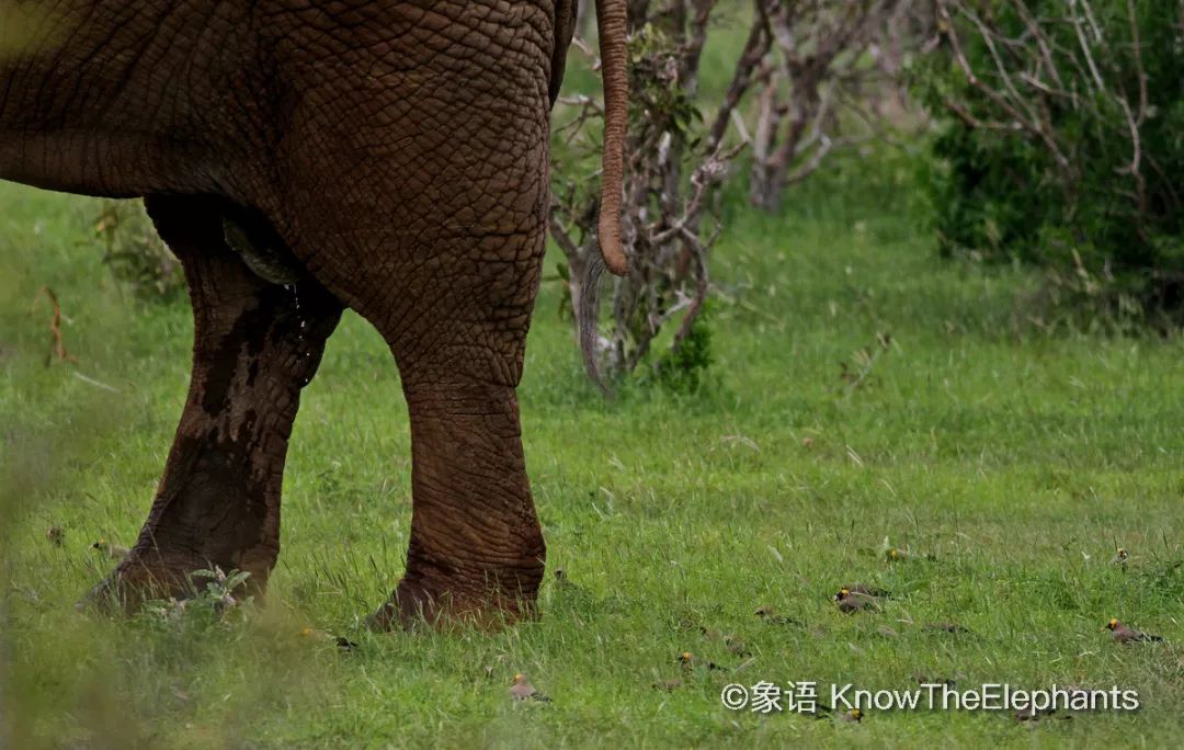 大象拉尿图片