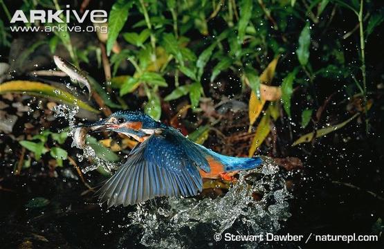 Kingfisher-exiting-water-with-fish.jpg