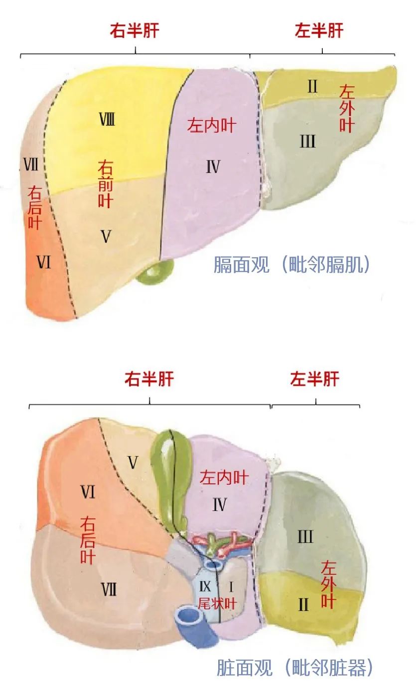 肝小叶模式图及标注图片