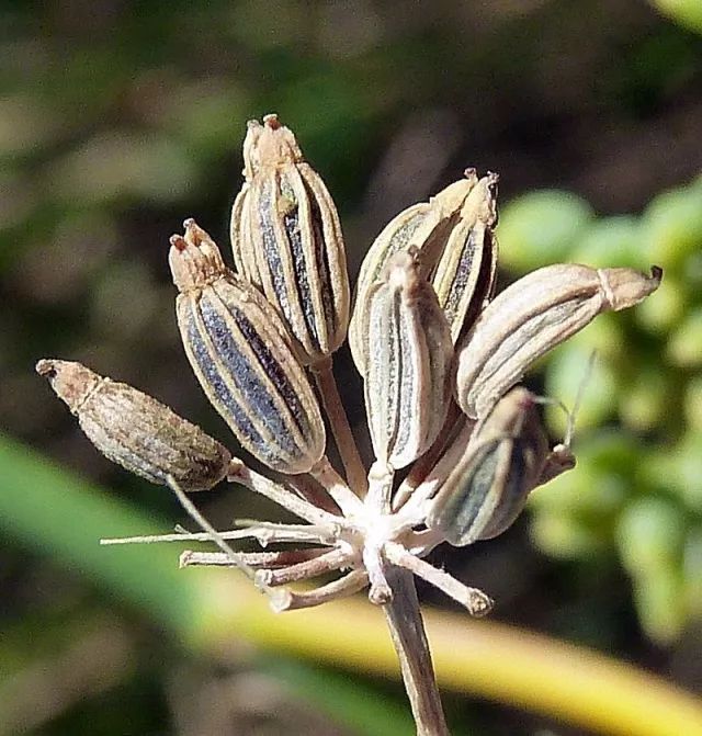 八角也叫八角茴香 那茴香到底是什么 果壳科技有意思