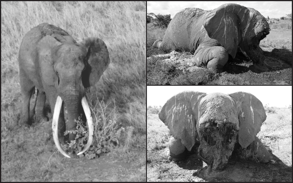 tribute to satao tsavo tusker.jpg