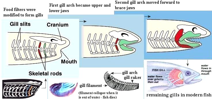 目前虽然证明了颌骨起源自鳃弓,但具体的演化过程并不清楚.