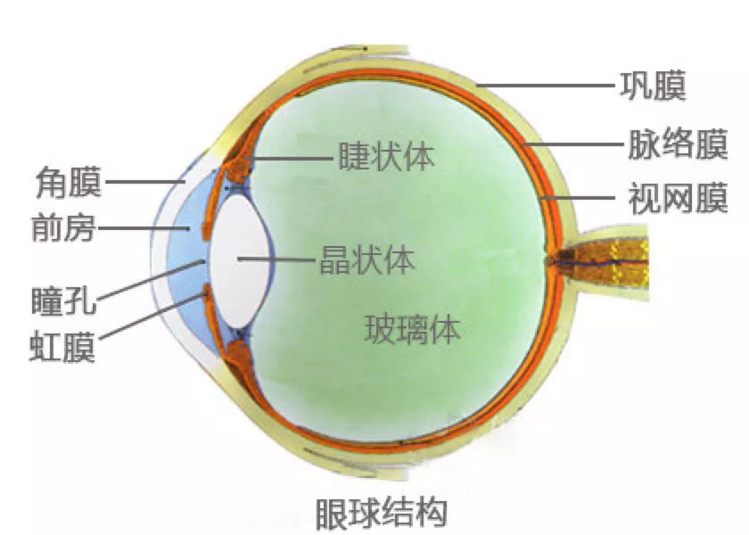 眼球的结构简图图片
