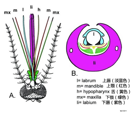 昆虫口器结构图图片