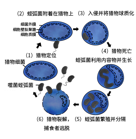 生存着一种叫做噬菌蛭弧菌( bdellovibrio bacteriovorus)的细菌