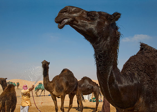 像majahim(一种黑皮肤的骆驼)这样的骆驼品种,曾经仅骆驼奶有价值