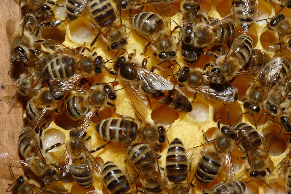 蜜蜂 工蜂图片