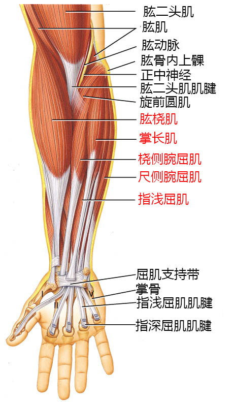 html   肌肉由肌腹和肌腱组成,肌腱位于肌腹两端并固定于骨骼上,当